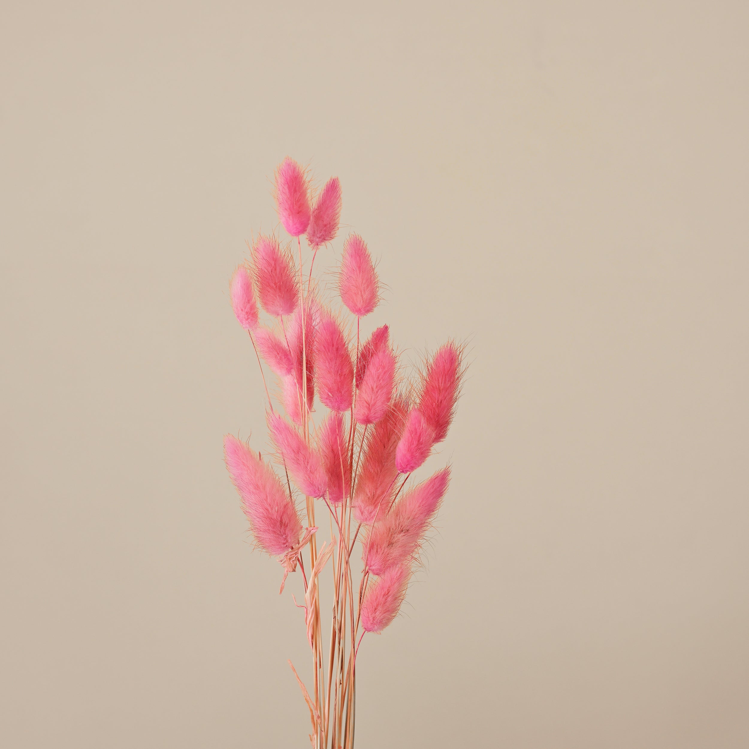  DRIED LAGURUS OVATUS BUNCH