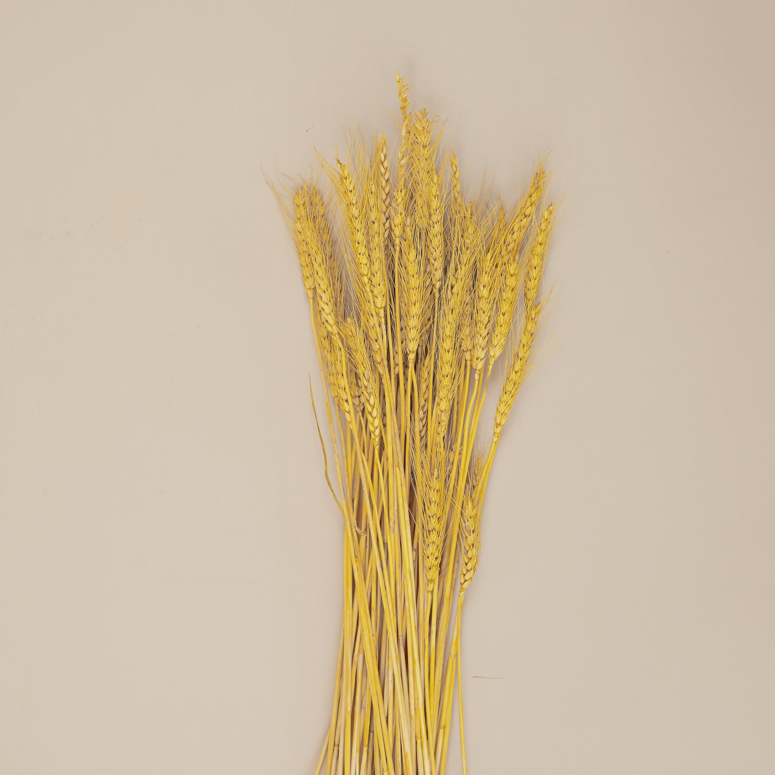 DRIED WHEAT GRASS BUNCH