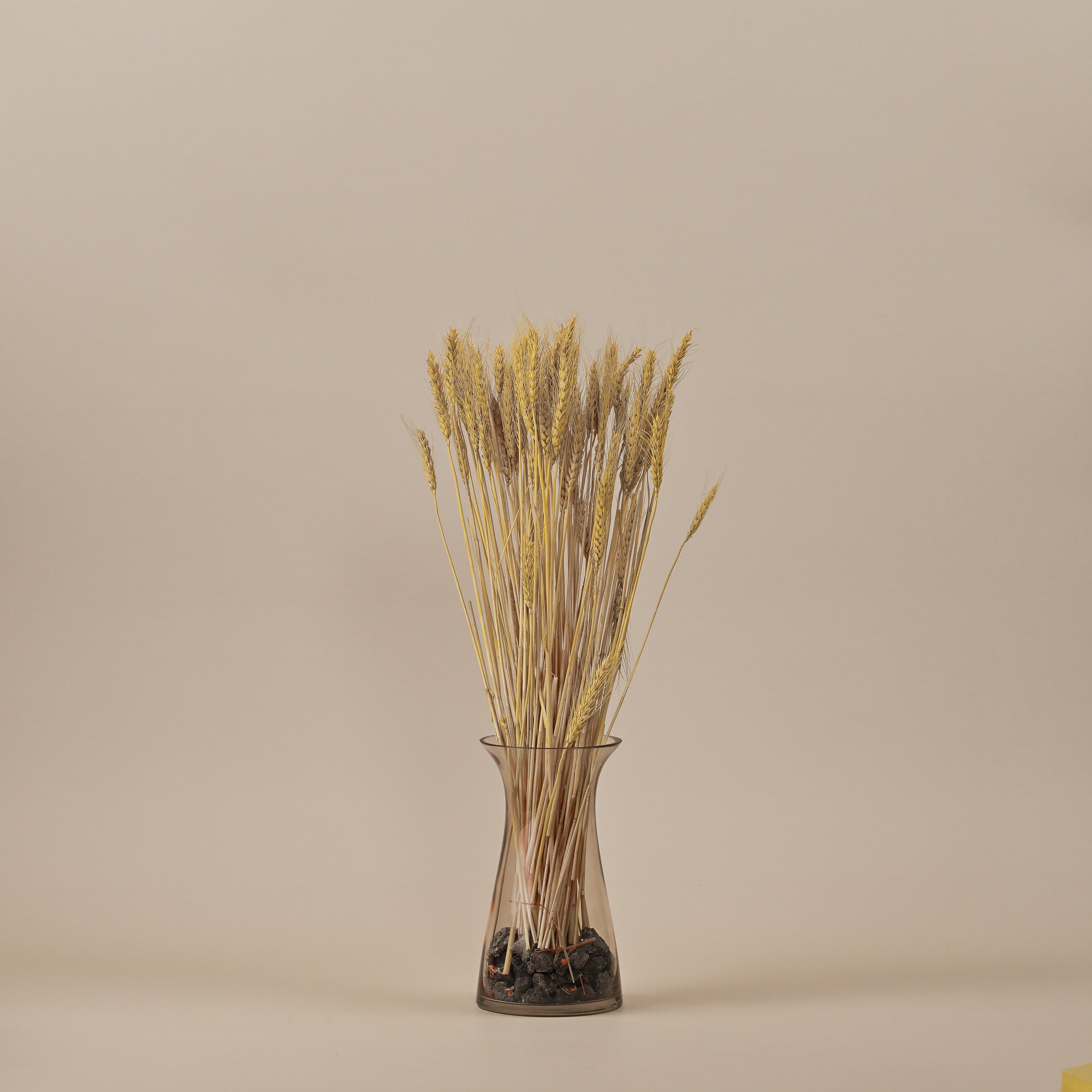 DRIED WHEAT GRASS BUNCH