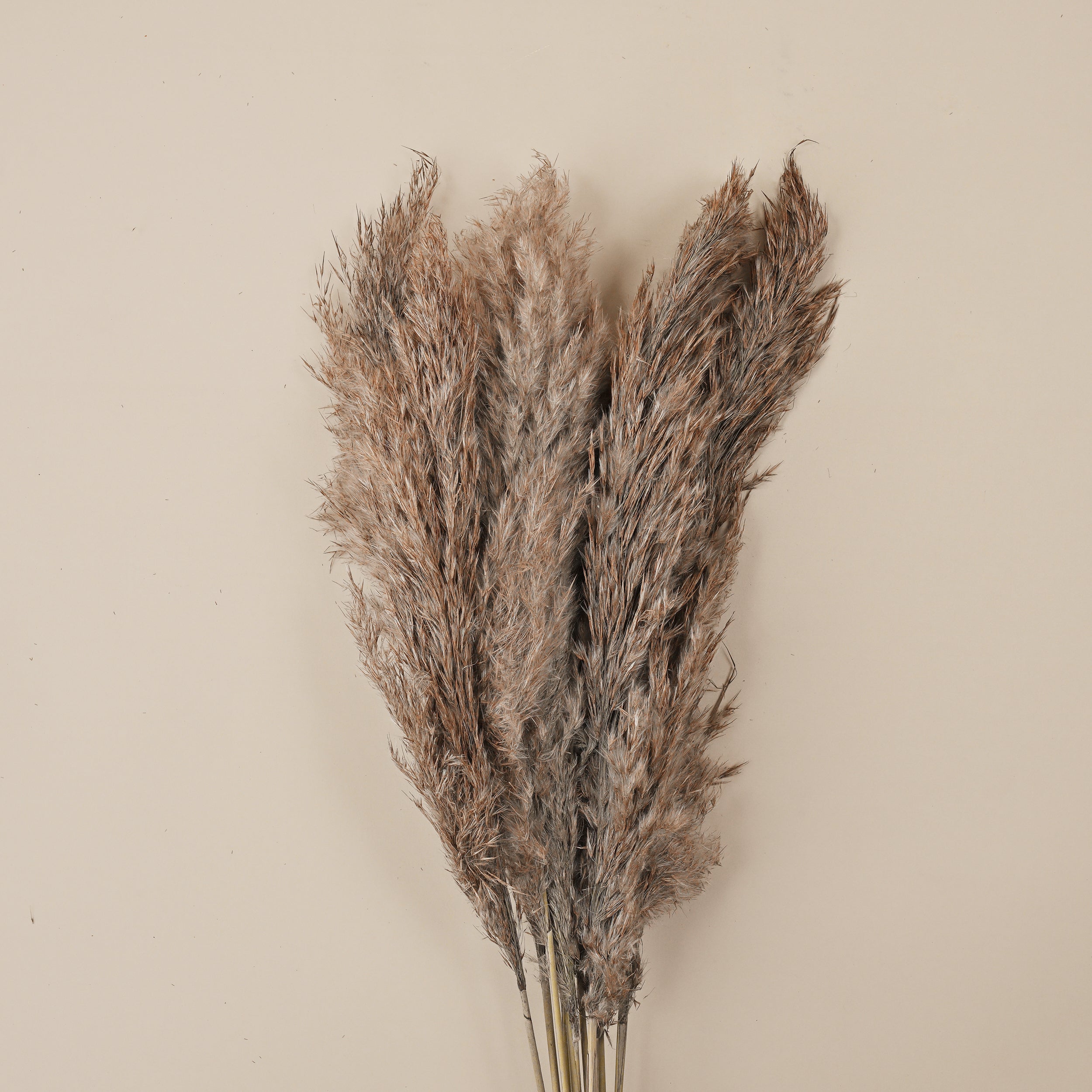 PAMPAM GRASS BUNCH