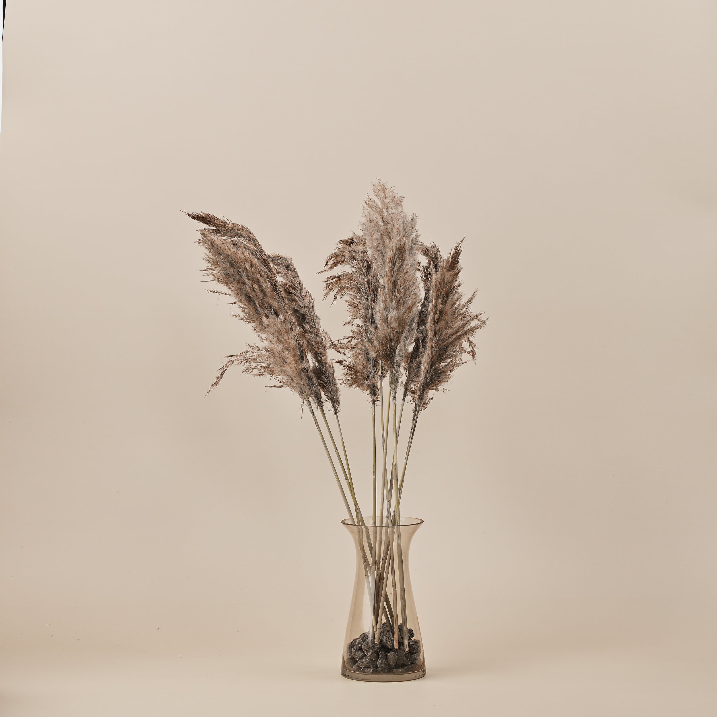 PAMPAM GRASS BUNCH